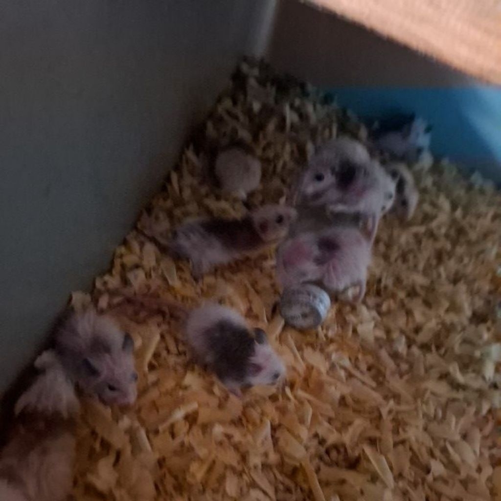Tikus Putih ASF Size: Medium kecil/30-38gram