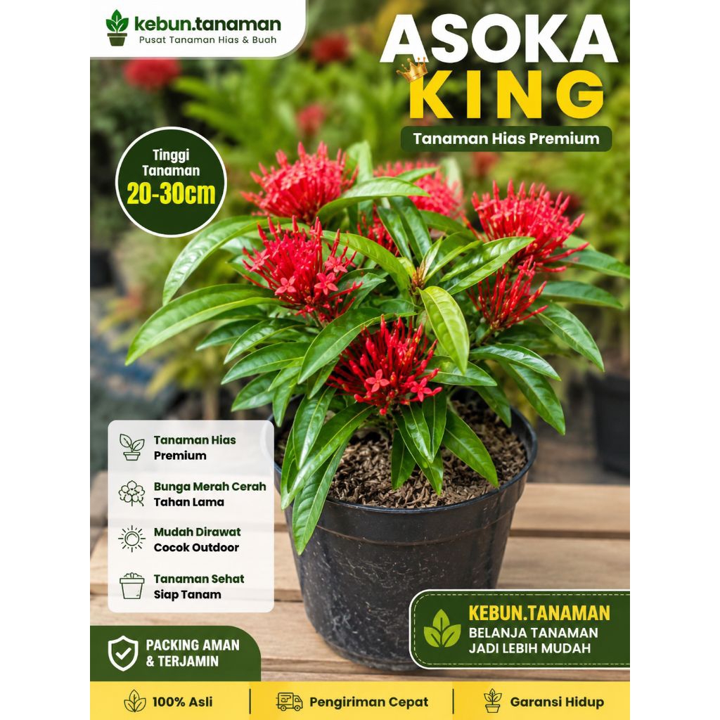 (BISA COD) Tanaman hias asoka king - asoka bunga merah daun besar