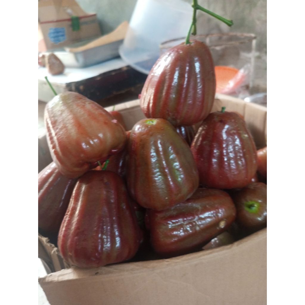 jambu citra merah