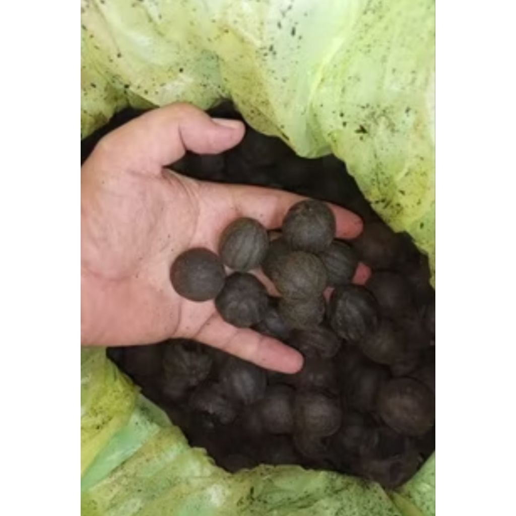 Satuan Lemon Aswad kering// lemon hitam kering