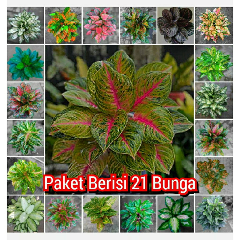 tanaman aglonema  paket 21 bunga bermacam macam warna ukuran dewasa berdaun 7-8+