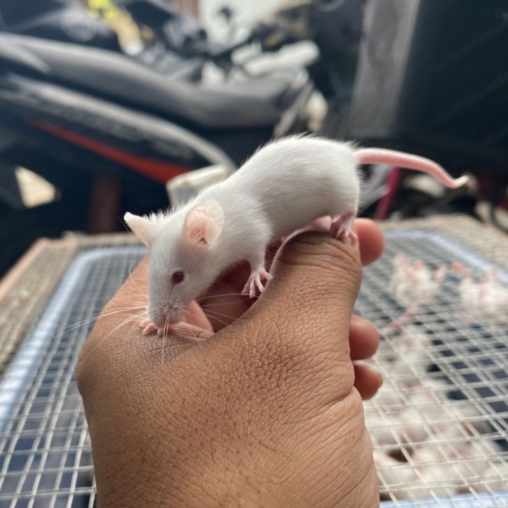tikus putih mencit pakan makanan reptile