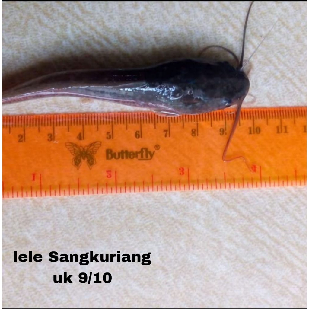 Bibit lele Sangkuriang size 9-10 bibit lele