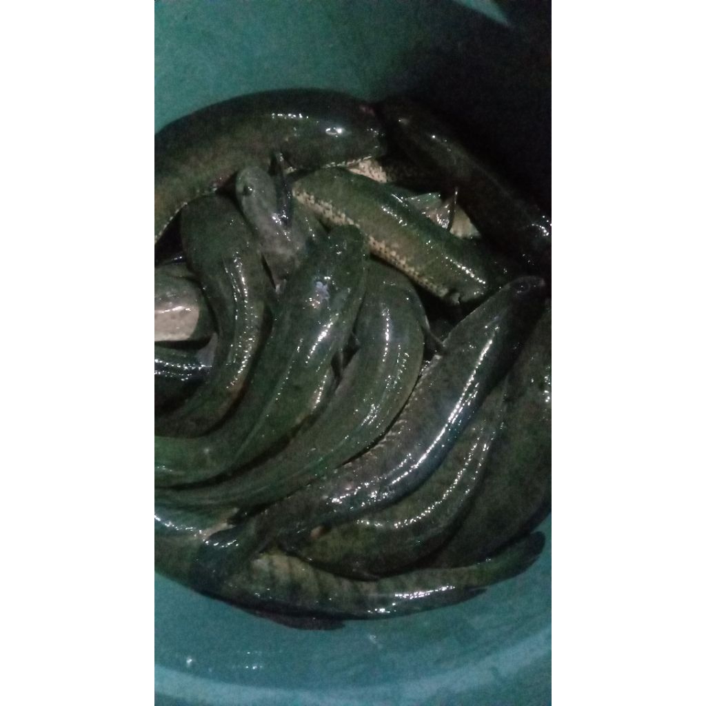 ikan gabus hidup 1kg isi 2/3/4