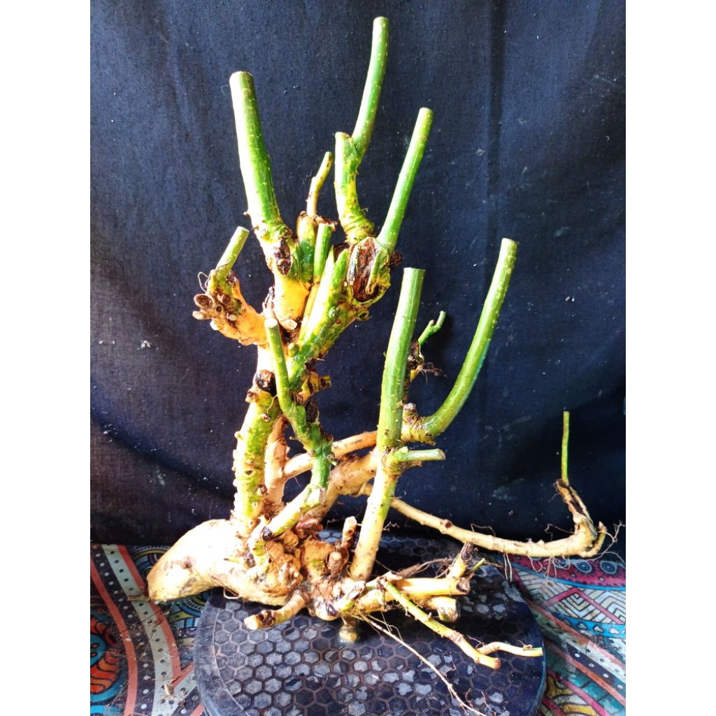 bahan bonsai serut raft gruping