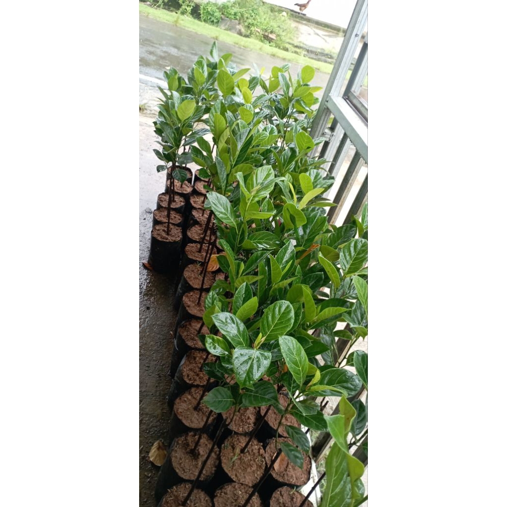 Nangka J33