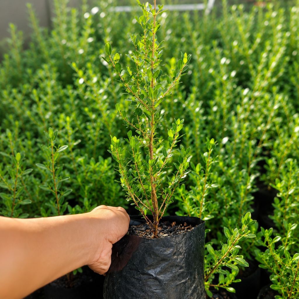 Santigi semai biji bahan bonsai ranting banyak.