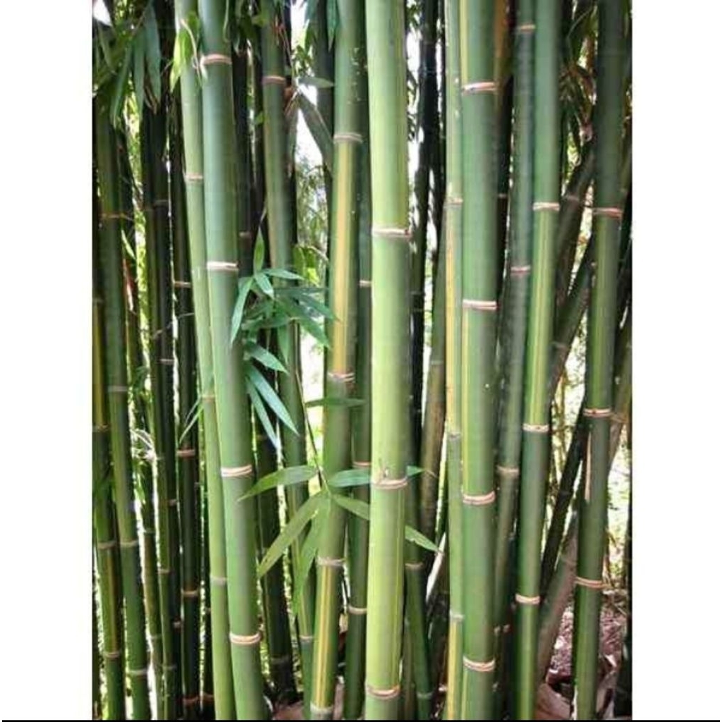 bambu-lemang-(DLL)