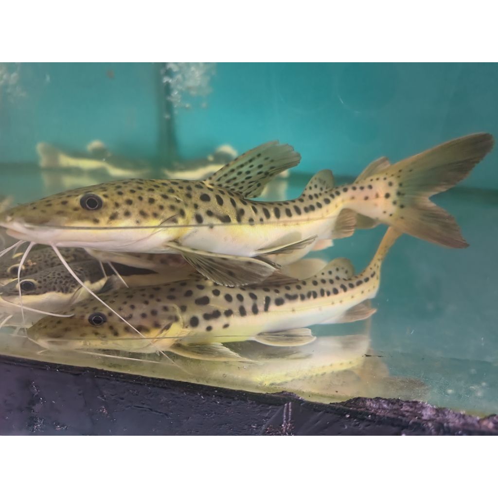 hiasan aquarium rtc 15cm leopard 20cm