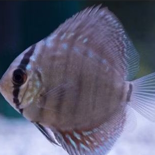 DISCUS TURQUOISE UKURAN 2 INCH UP