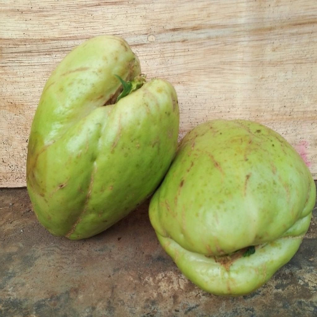 bibit super labu jipang/labu Siam siap tanam