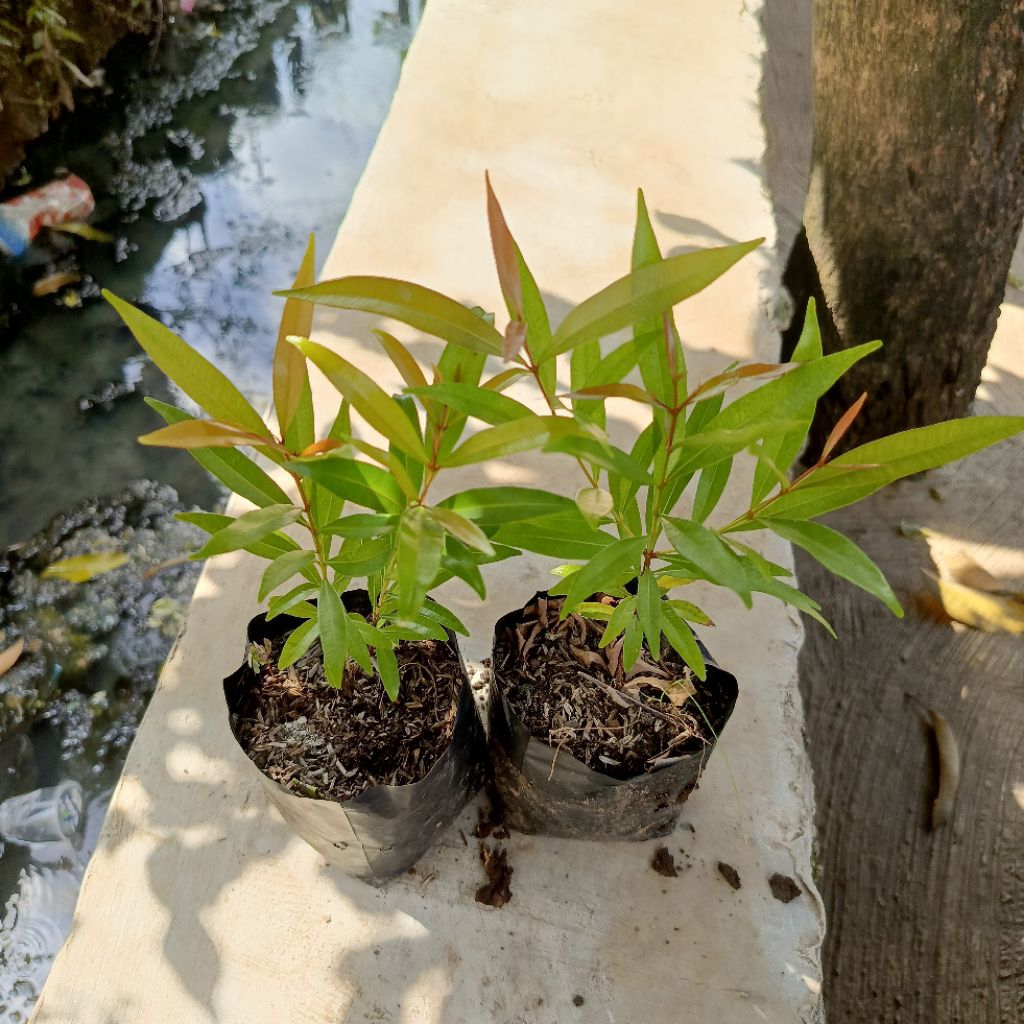 Tanaman Hias Pucuk Merah Siap Tanam