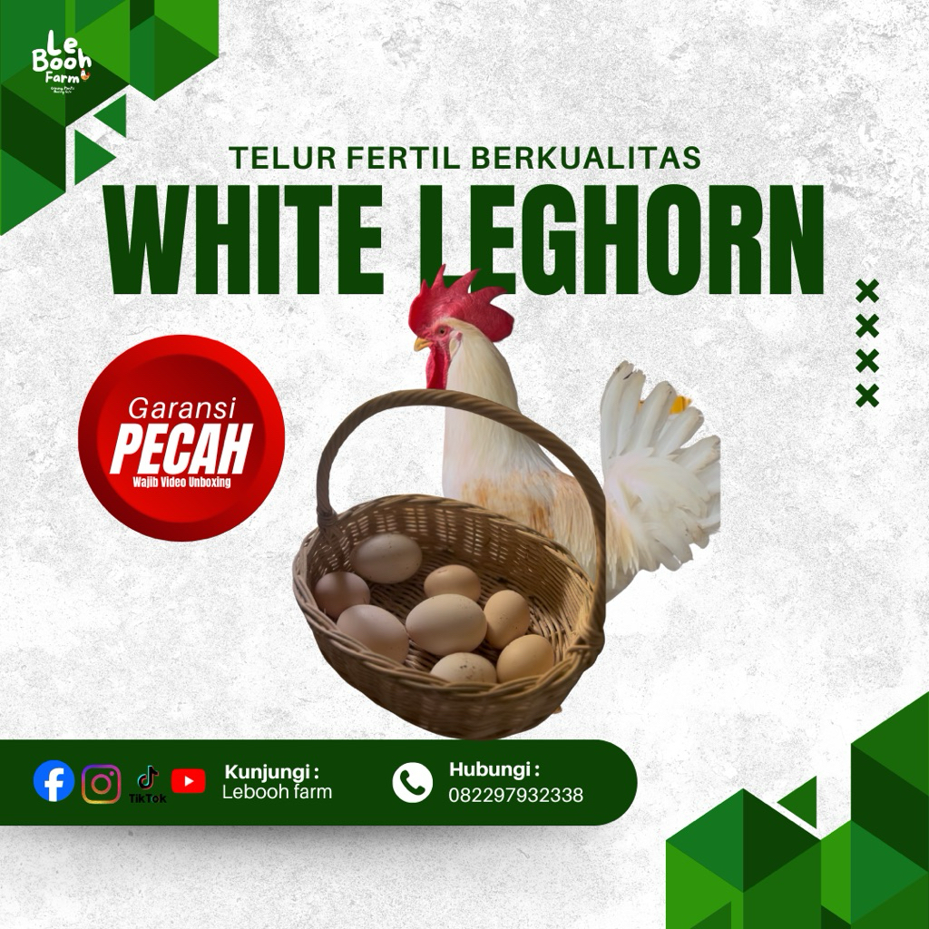 TELUR FERTIL WHITE LEGHORN BERKUALITAS