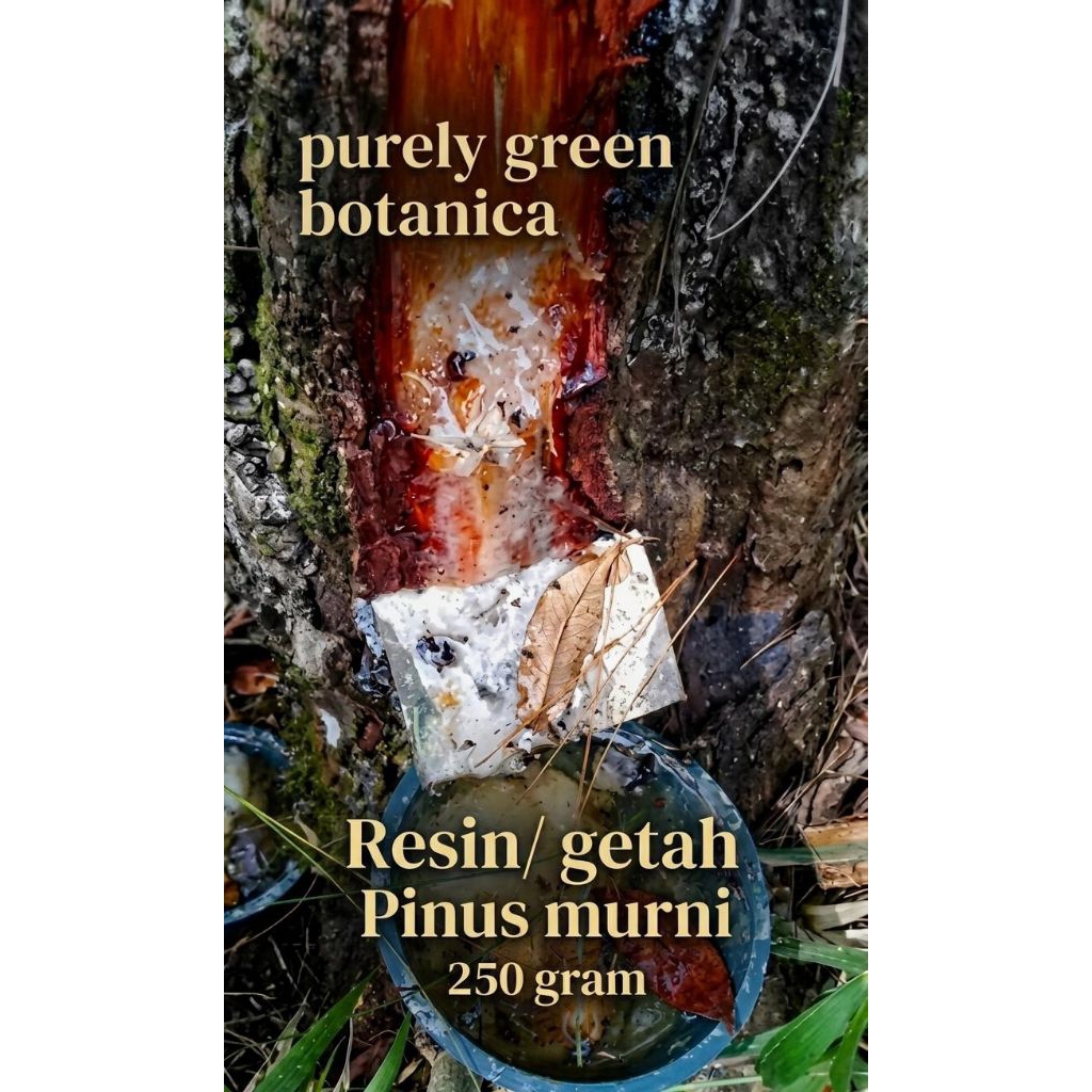 Resin atau Getah Pinus Murni (250 gram)