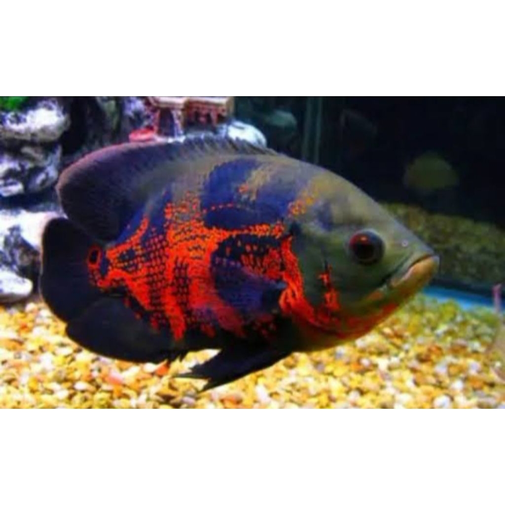 hiasan aquascape Oscar batik7-10 cm
