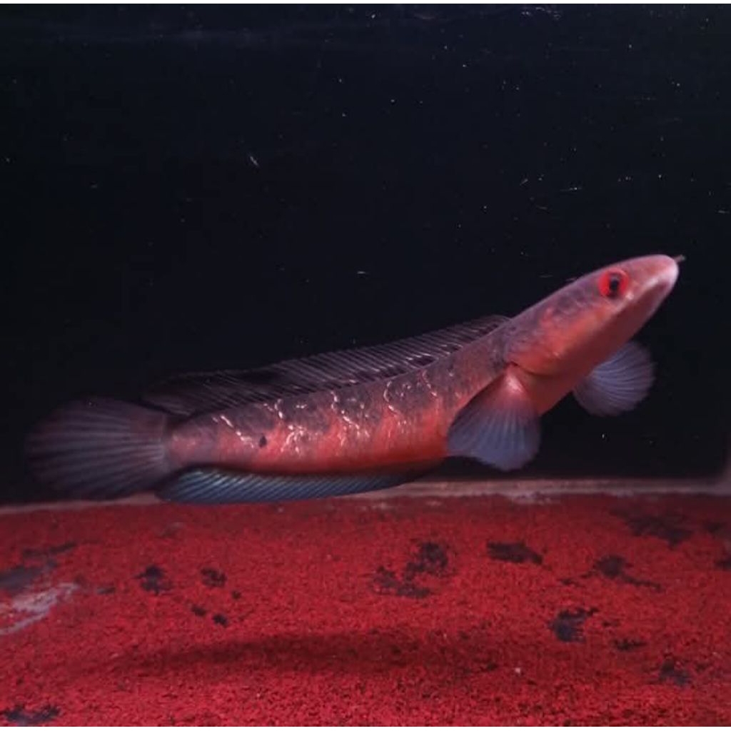 channa red barito gondrong size 3-6 cm (isi 5Biji) + bonus pelet