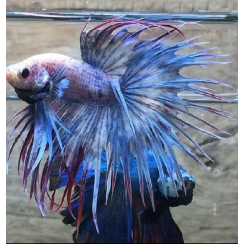 Hiasan Aquarium cupang ct crowntail serit 2 ekor dewasa + seser ikan
