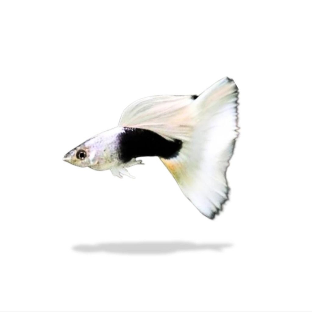 ikan Guppy Hb white