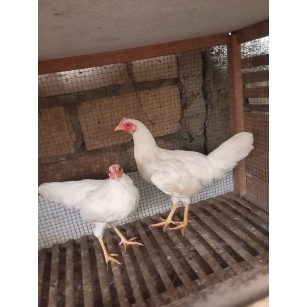Ayam kampung putih betina remaja dara di Jakarta