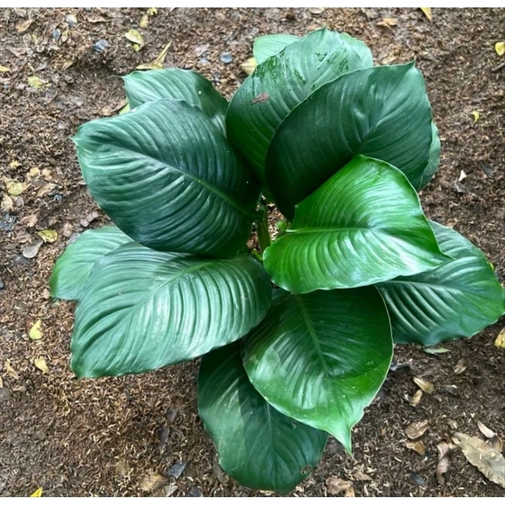 tanaman peace lily bangkok daun bulat