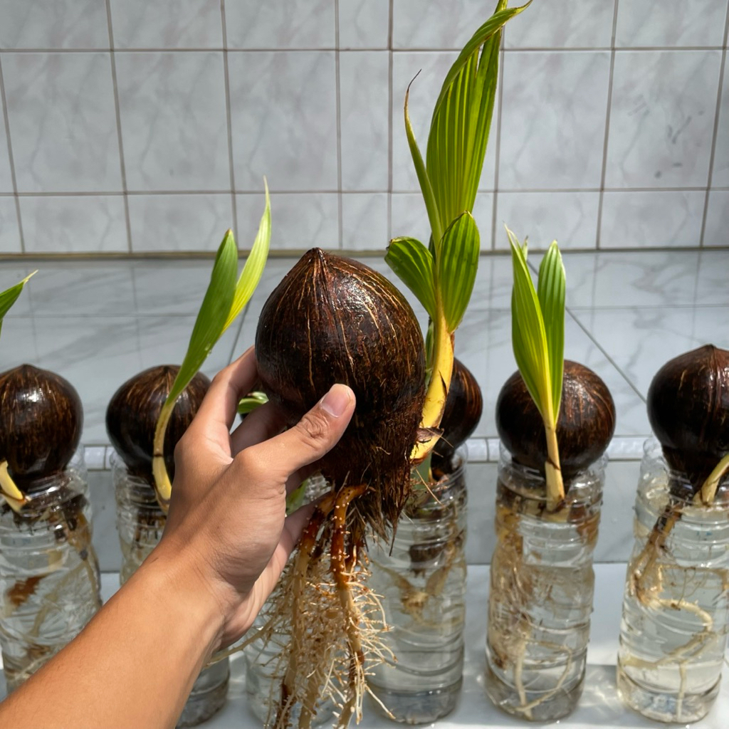 Bibit bonsai kelapa minion model batok TERBALIK/NUNGGING warna oren, kuning, hijau, dan coklat sudah