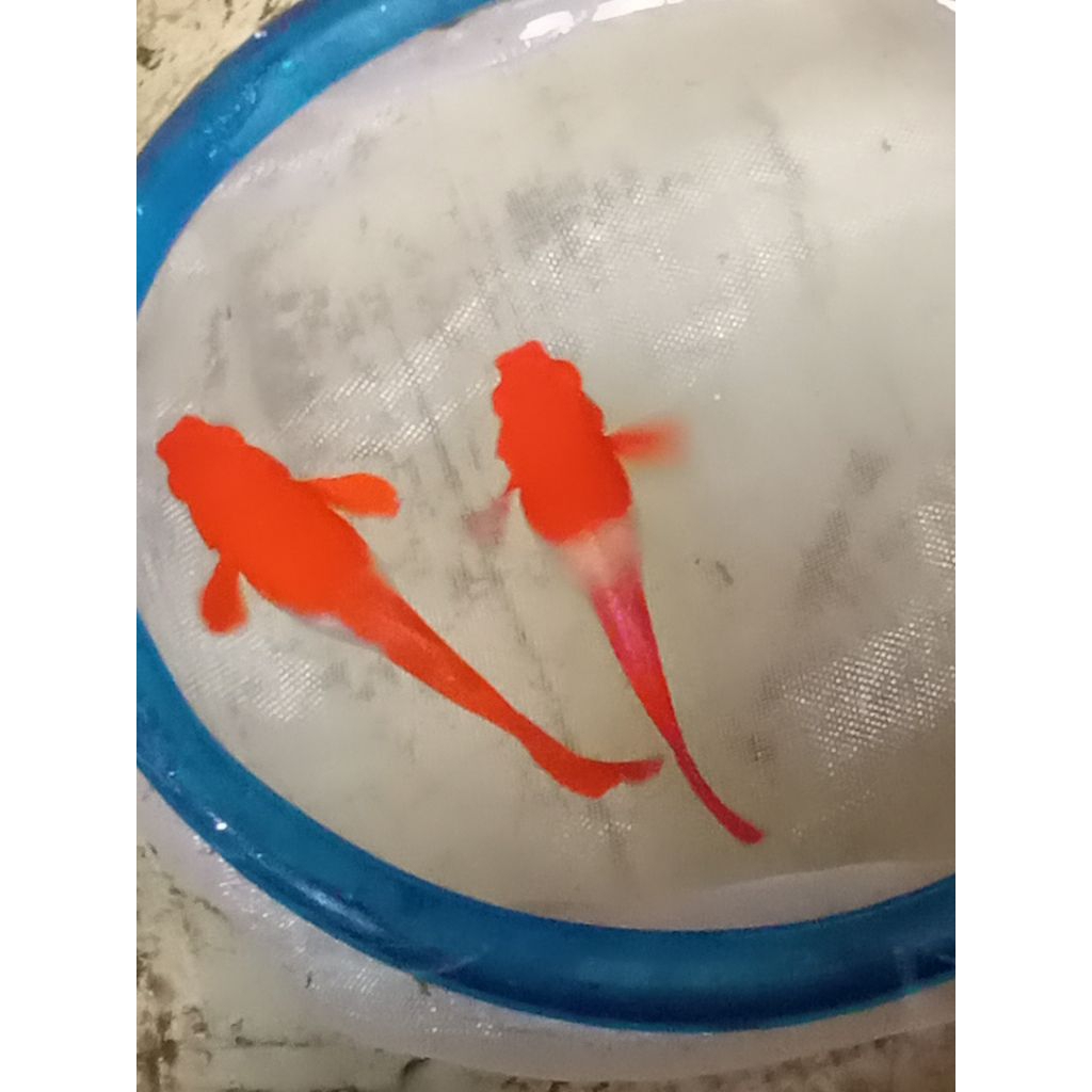 sepasang Guppy Albino koi red ear