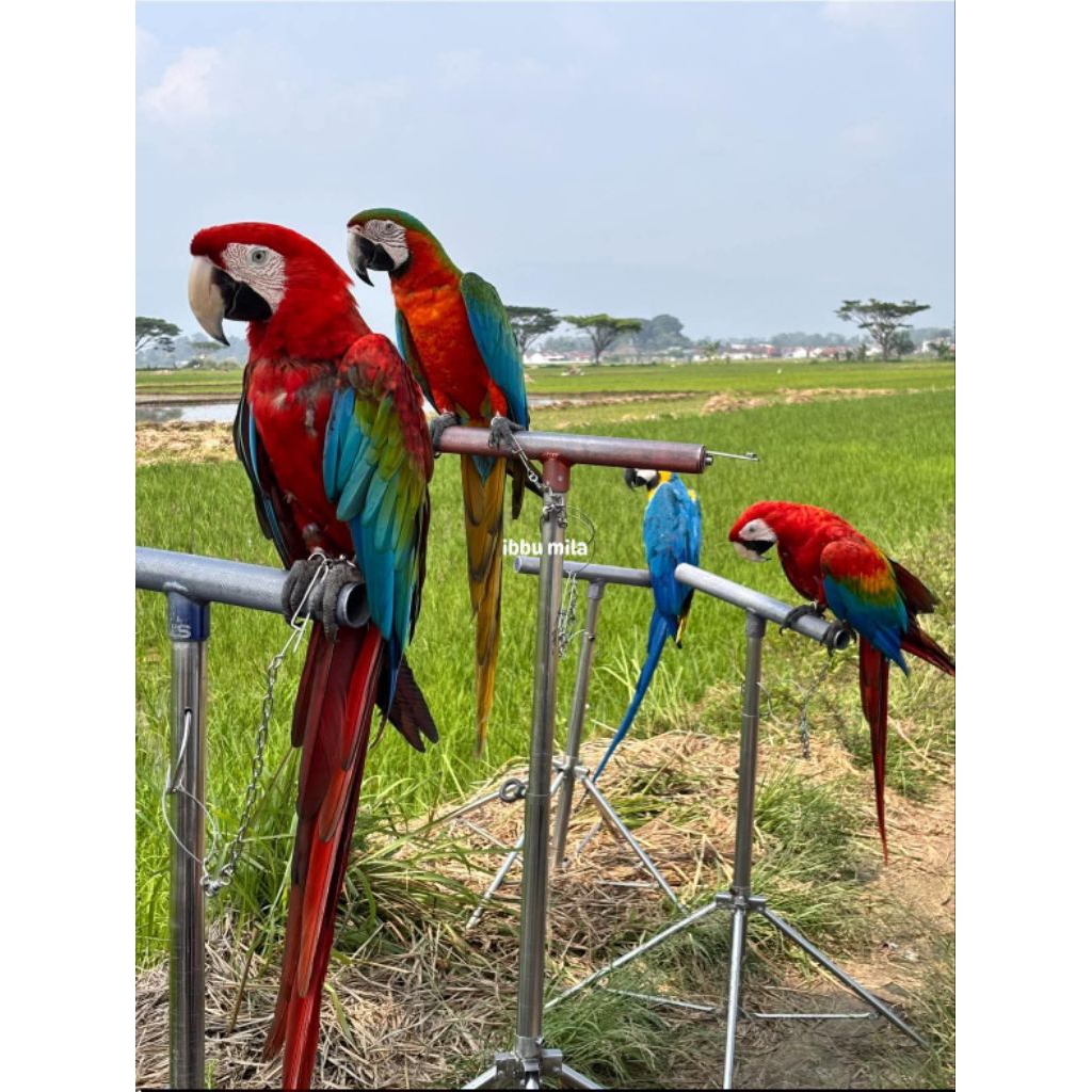 Telur Fertil Burung Macaw (Scarlet / Blue & Gold) – Siap Tetas