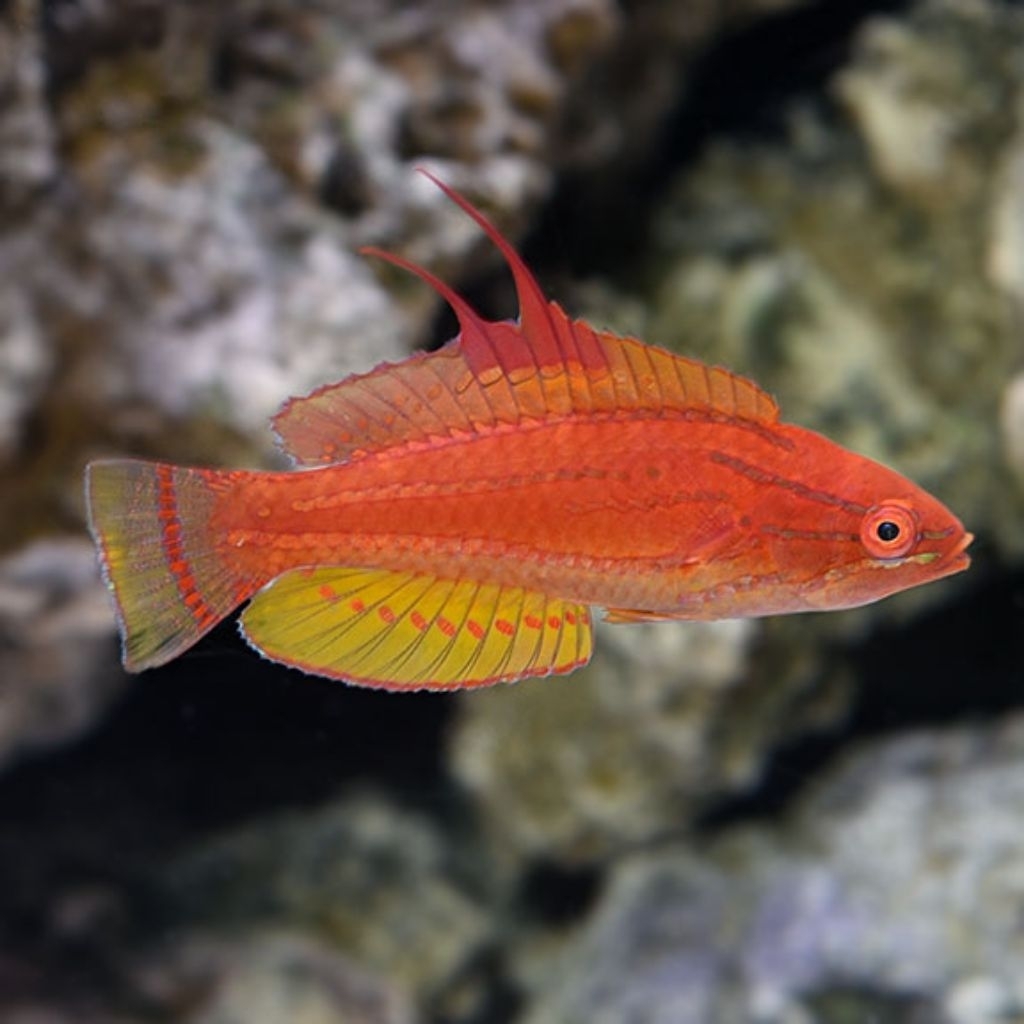 Ikan Hias Air Laut Dianfish (Yellowfin Flasher Wrasse)