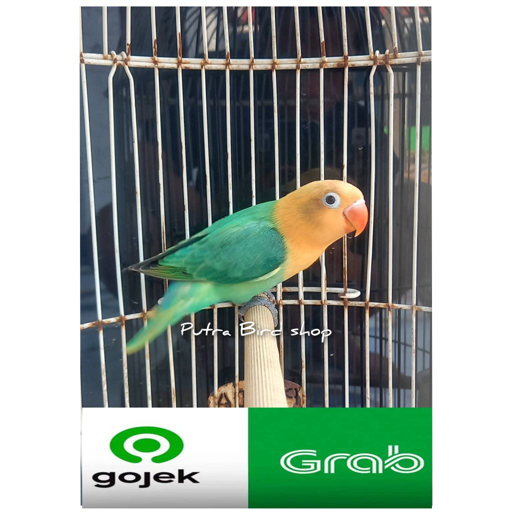Love Bird Biola Pb Aqua B1 Paud/Balibu