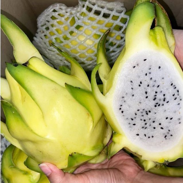 Buah Naga Kuning Super Fresh 1kg / Buah Naga Golden Fresh