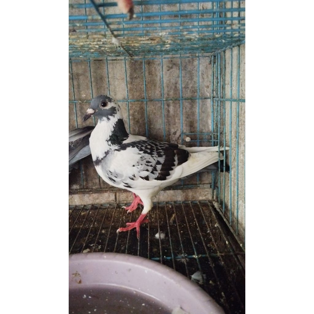 Merpati pos Racing. indukan Betina / jantan