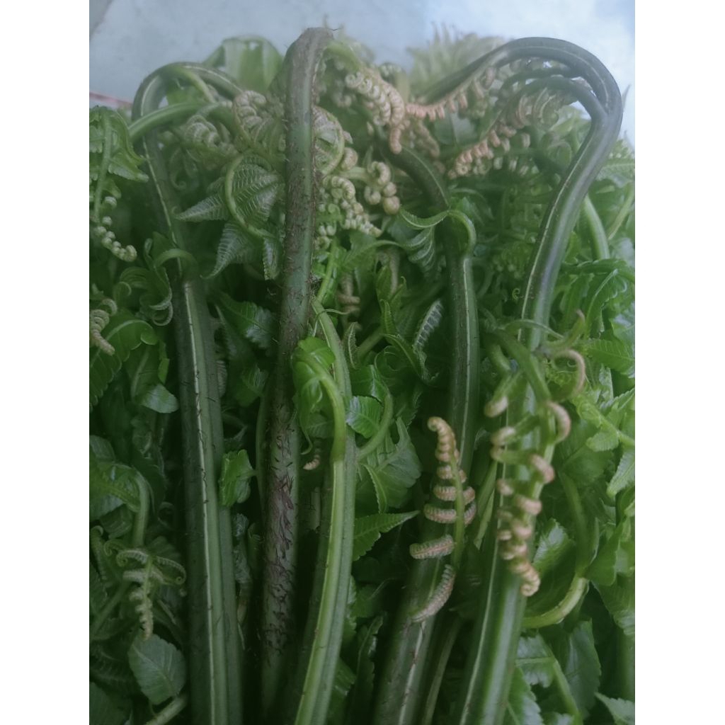Sayur Pakis Segar 500 Gram - Tingkatkan Produksi Sel Darah Merah