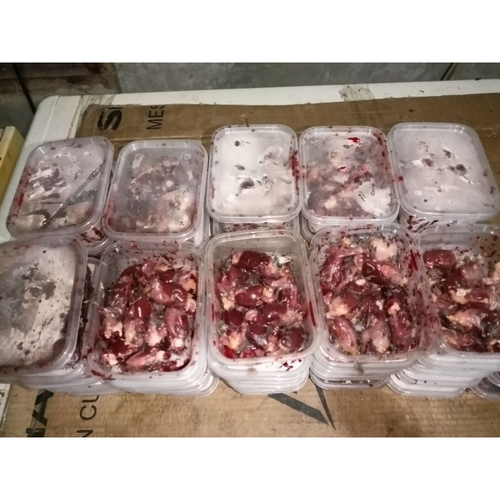 ( umpan  Galatama lele babon Daging mprit umpan induk + ikan rame kasar") umpan gacor lele dan bawal