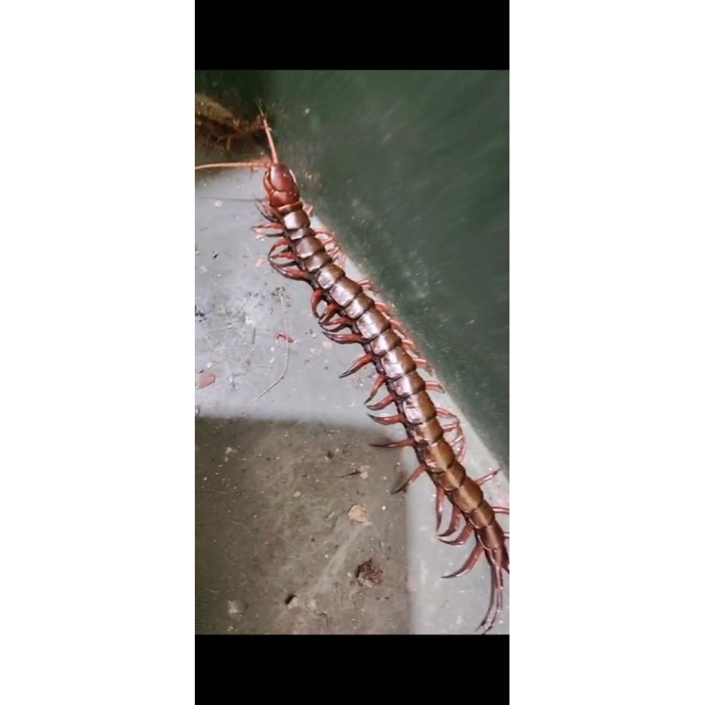 Kelabang Lipan Merah Hidup Garansi Hidup ukuran Jumbo Pakan Arwana Arowana Louhan Lohan Predator Kac