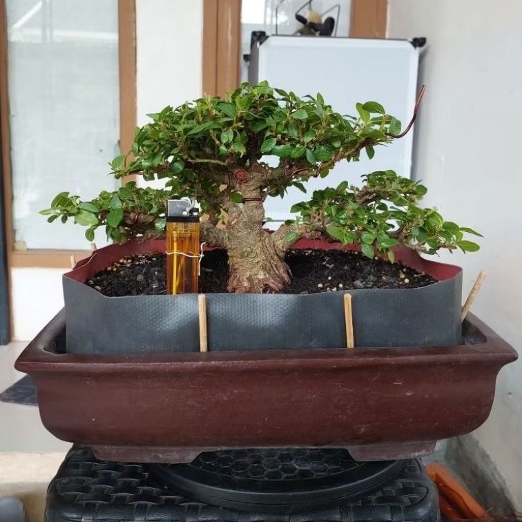 Bonsai Loa Silver - Tanaman Hidup - Foto Asli
