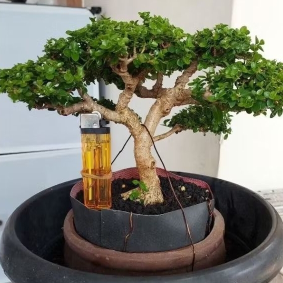 Bonsai Sancang Mini - Tanaman Hidup