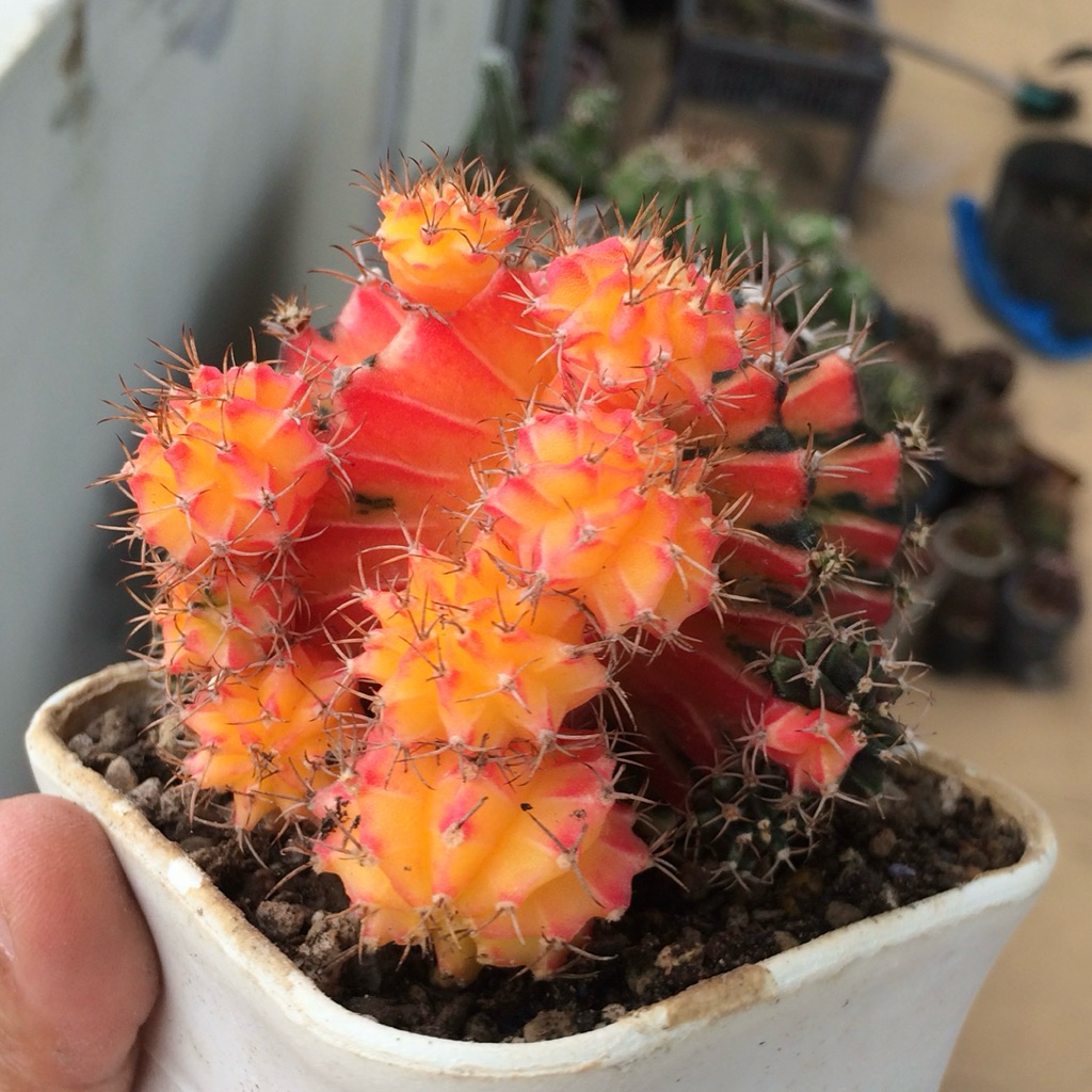 av87 Gymnocalycium LB Hybrid Varigata kaktus gymno pink var tipis orange miha 2178 ribs lb2178 tanam