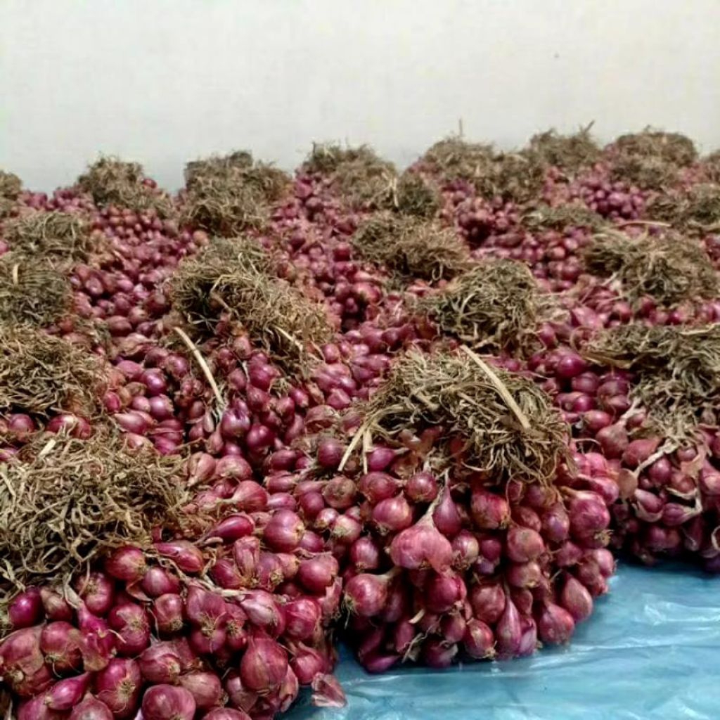 Bibit Bawang Merah Super 1Kg