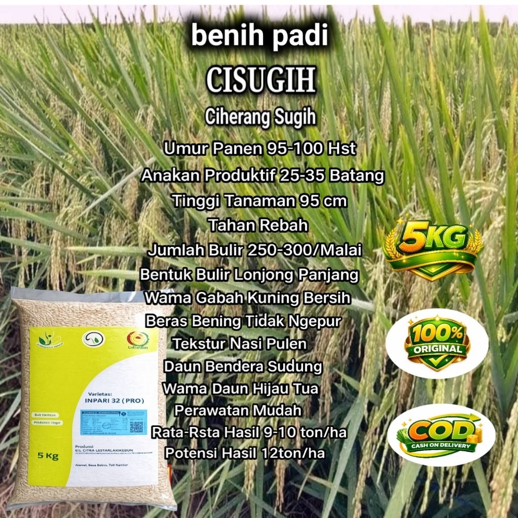 benih padi ciherang sugih/ci-sugih (5kg)