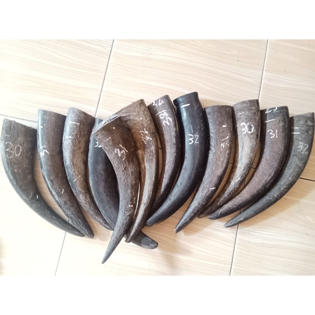 tanduk kerbau padatan 30 -32 cocok untuk gagang