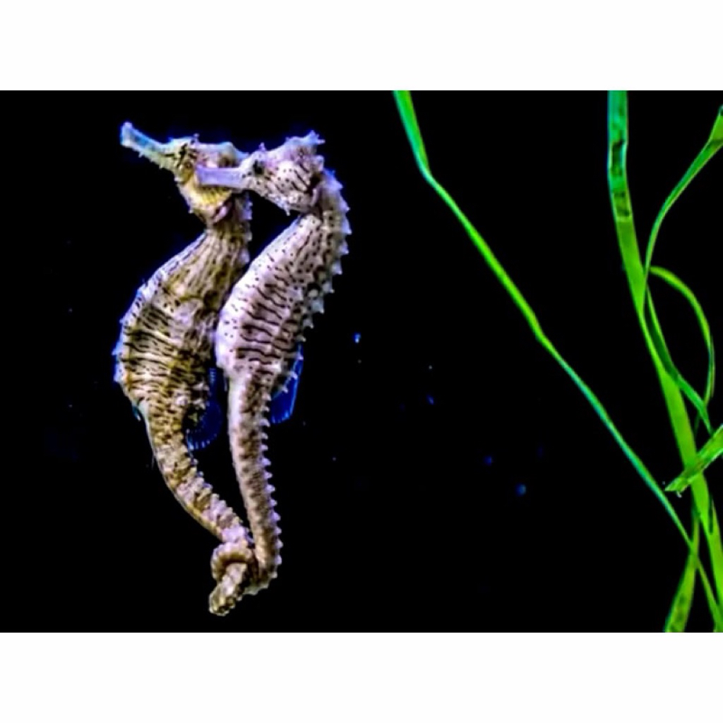 Kuda Laut Kering Asli 5~7cm