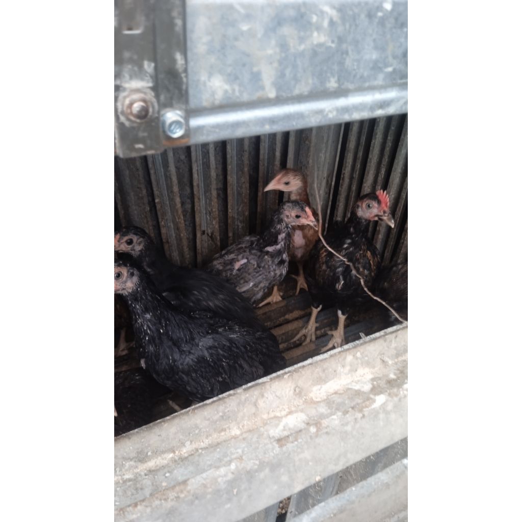 calon indukan ayam kampung kub