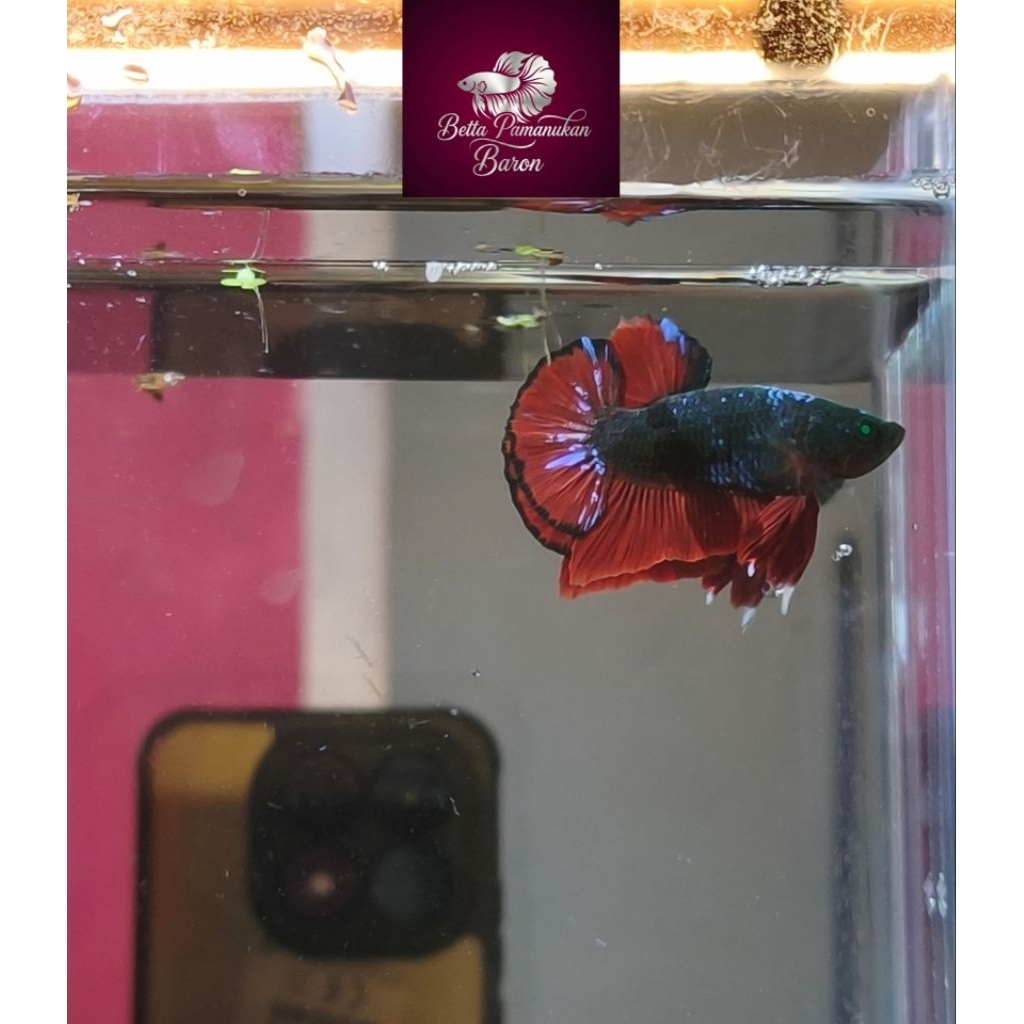 Ikan Cupang Avatar Vampire Hulk Plakat Mutasi