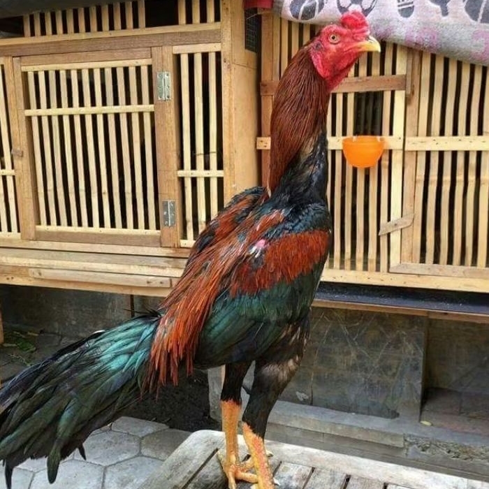 telur ayam aduan pakhoy full barcode