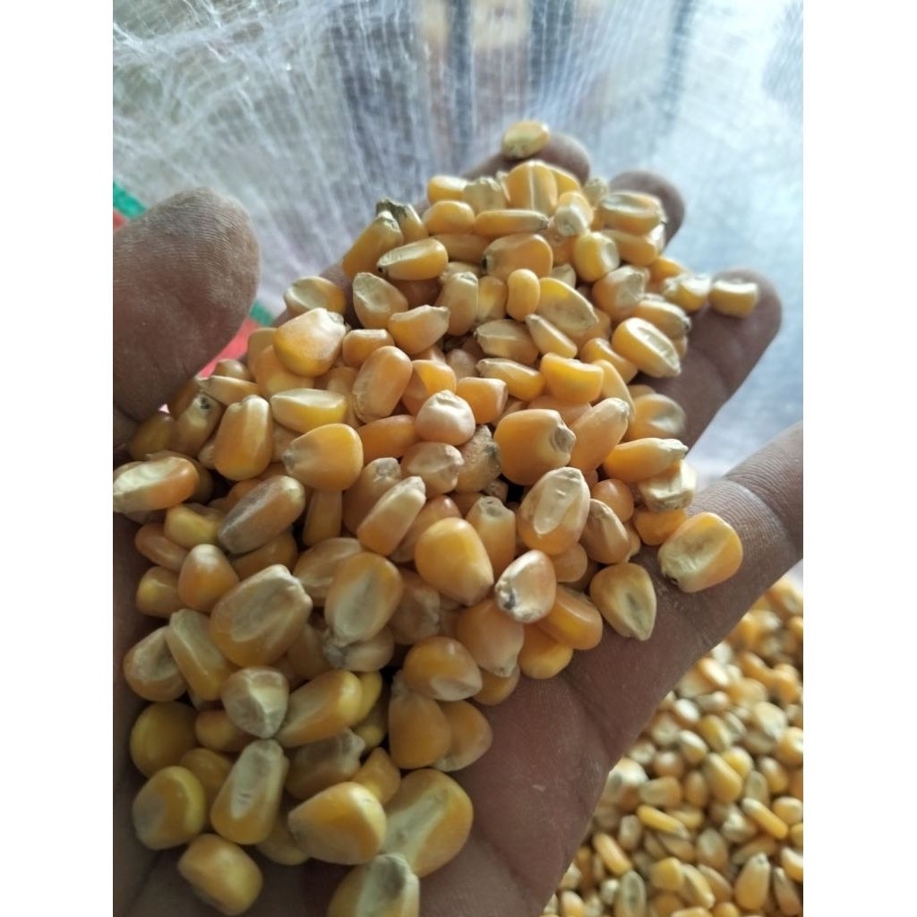 Jagung Pipil Kering Jagung Hibrida 1kg