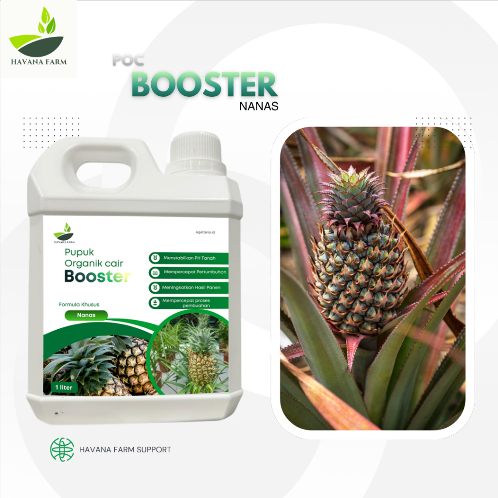 Pupuk Booster Nanas Berbuah Besar & Manis | POC Nanas Organik 1L | Pupuk Perangsang Buah Nanas Cepat