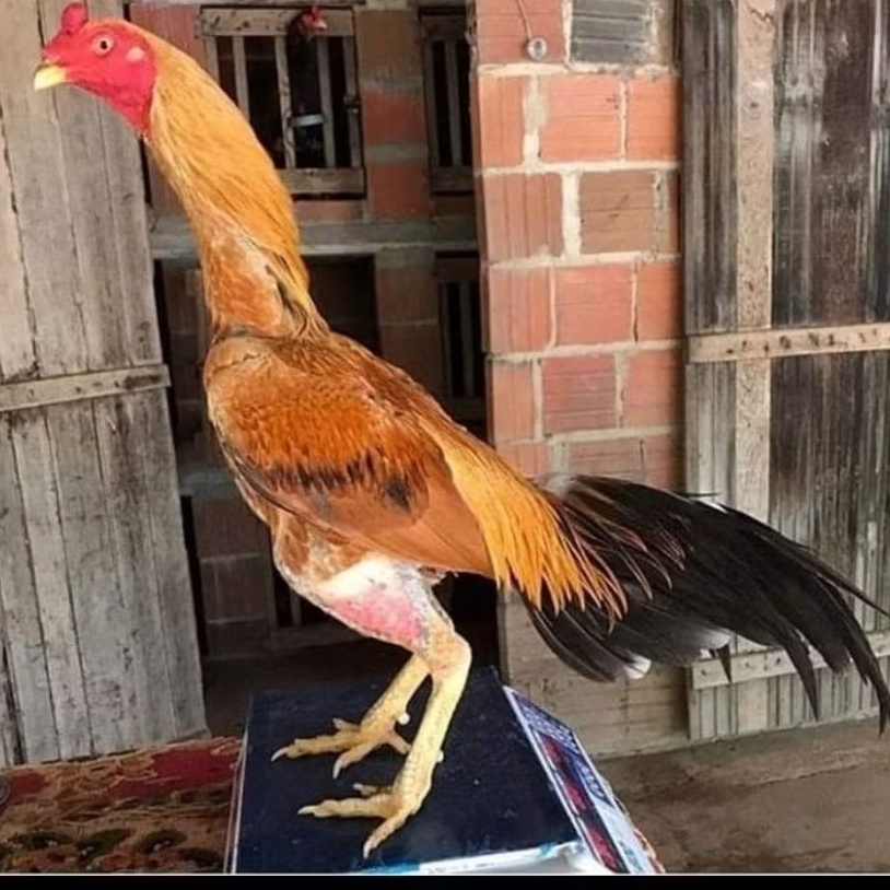 telur ayam fertil aduan Bangkok koygon f2 full brakot