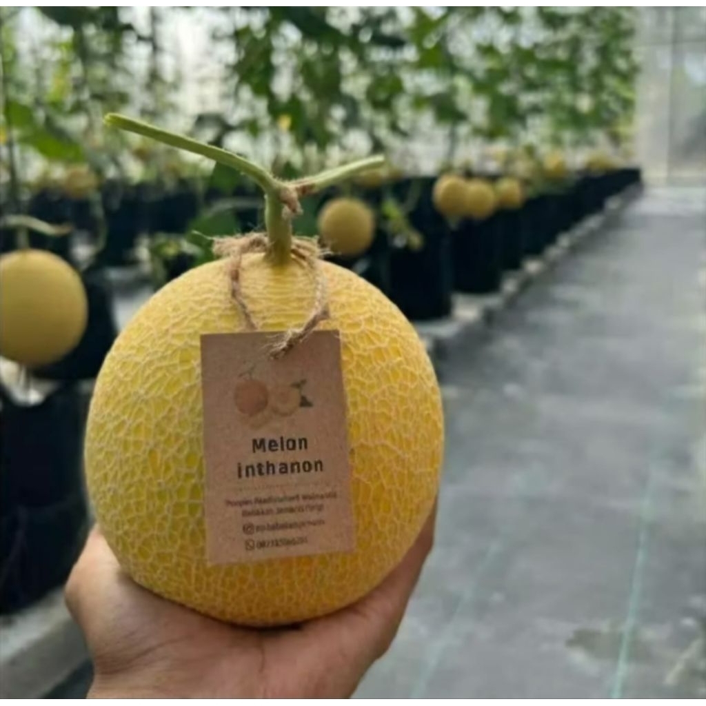 100 Benih Bibit Biji Melon GOLDEN EMERALD INTHANON, Premium Hibrida Seeds, Super Manis