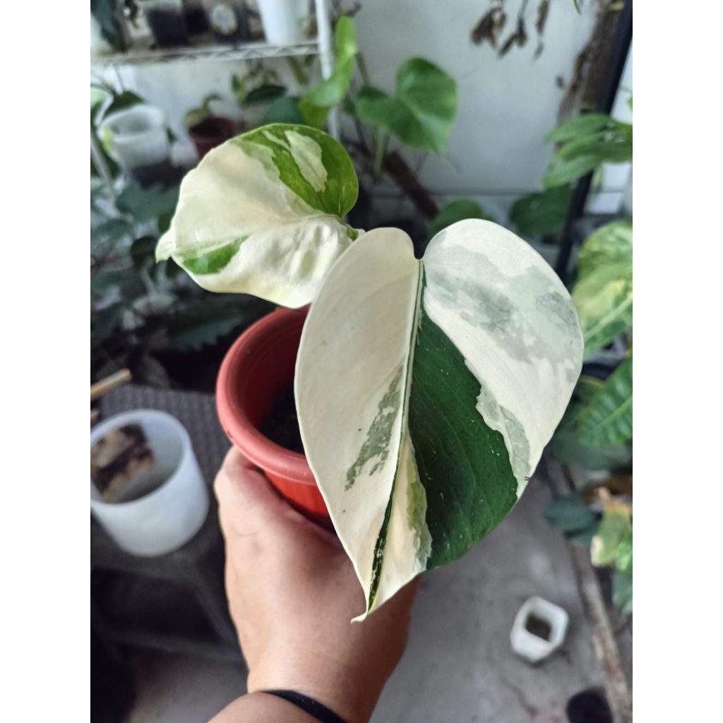 monstera jungle mint