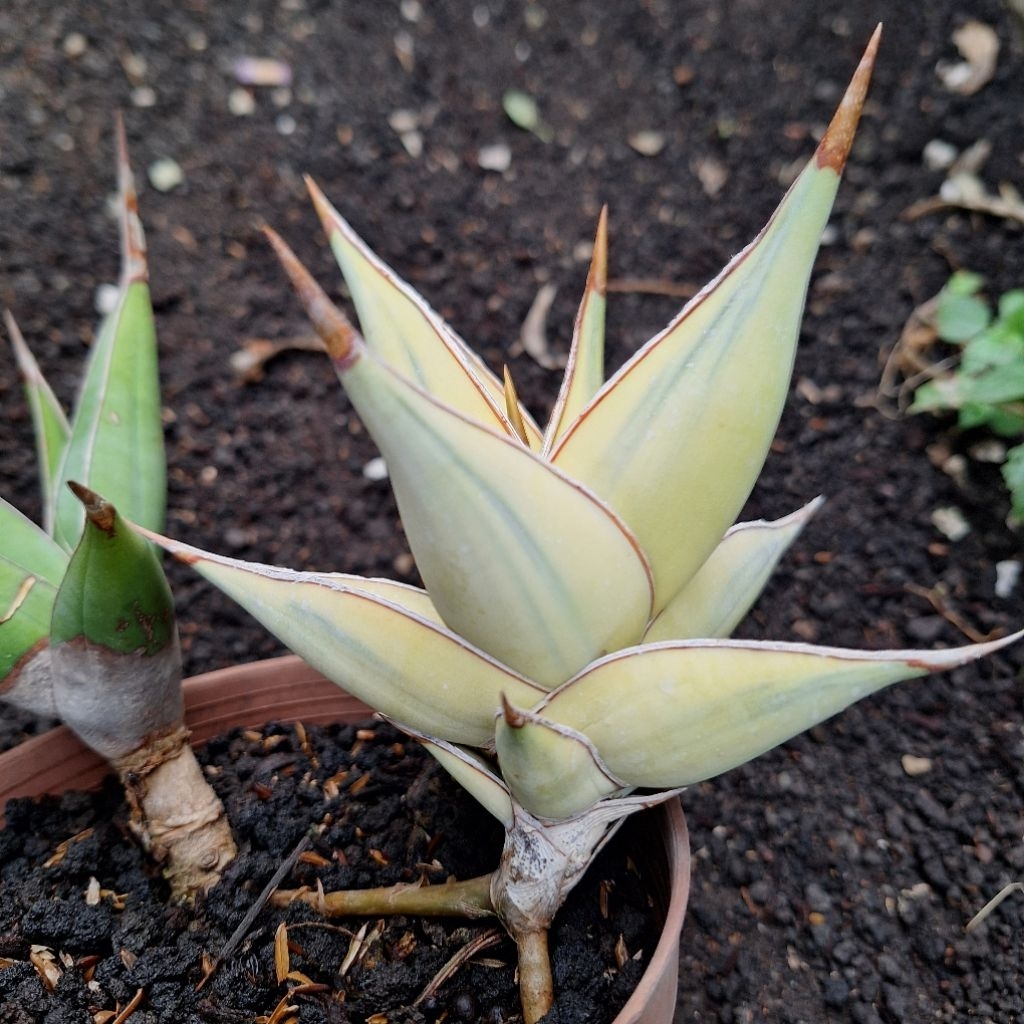 Pinguicula Varigata Aurea Sansevieria Lidahmertua